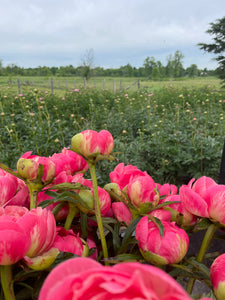 Peony Bunches & Bulk Buckets