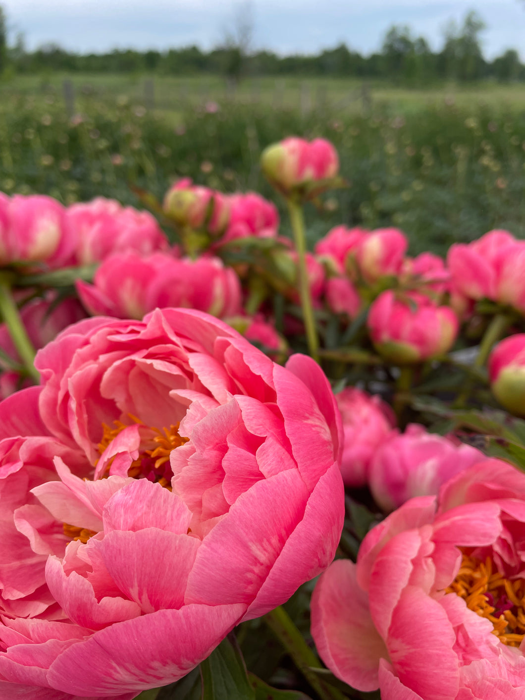 Peony Bunches & Bulk Buckets